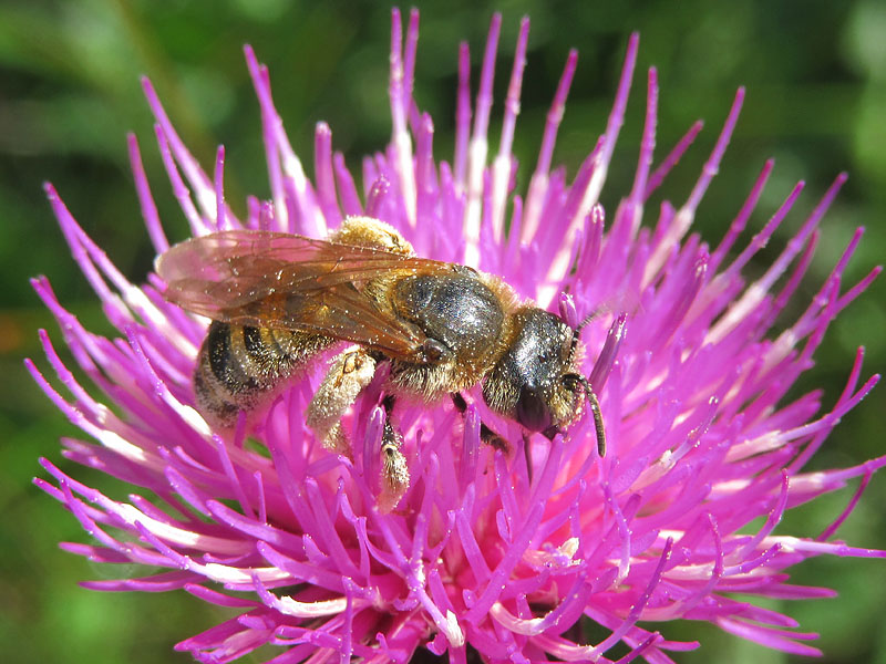 Osmia ??